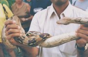 024-At a snake show